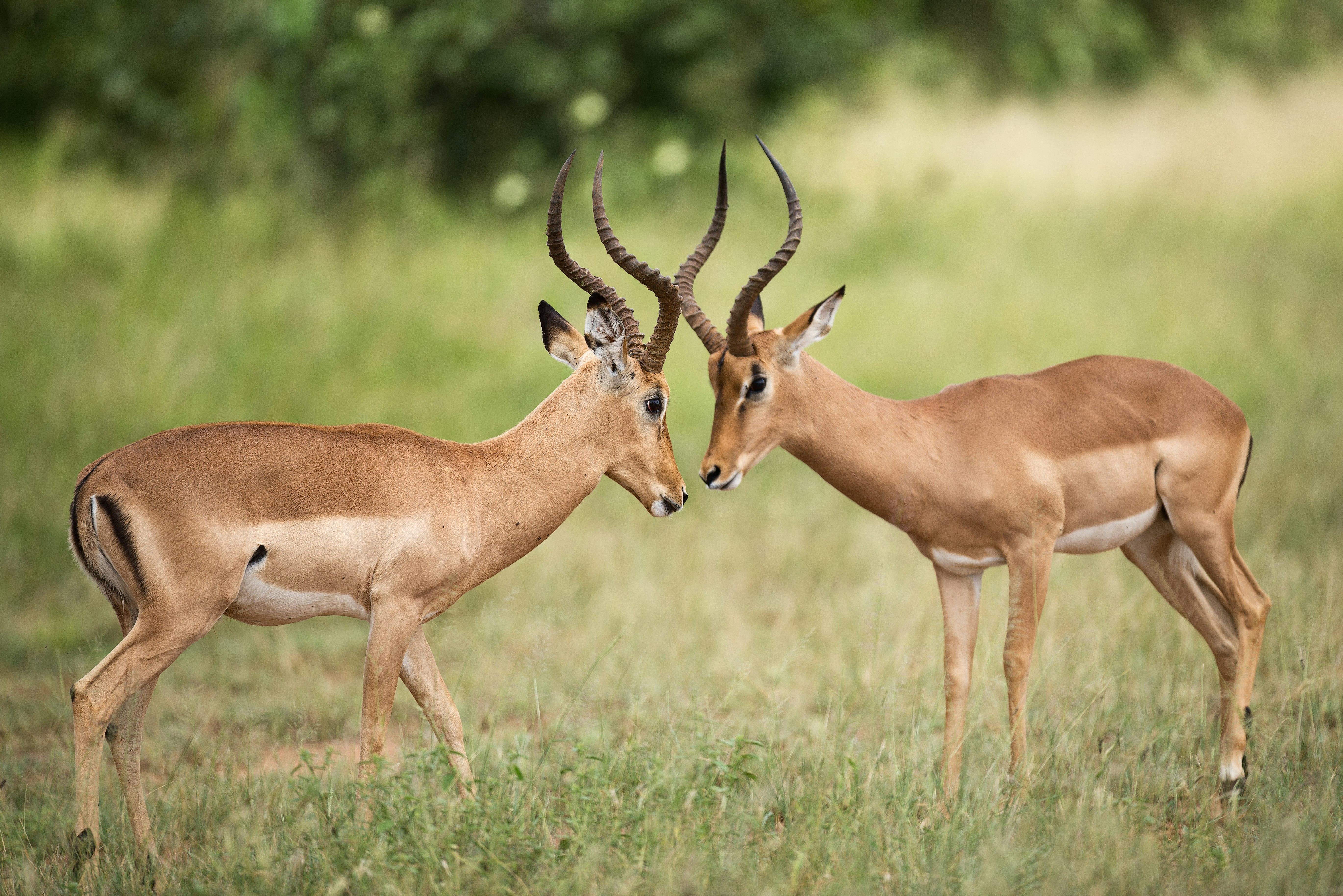 two brown deer on green grass field during daytime